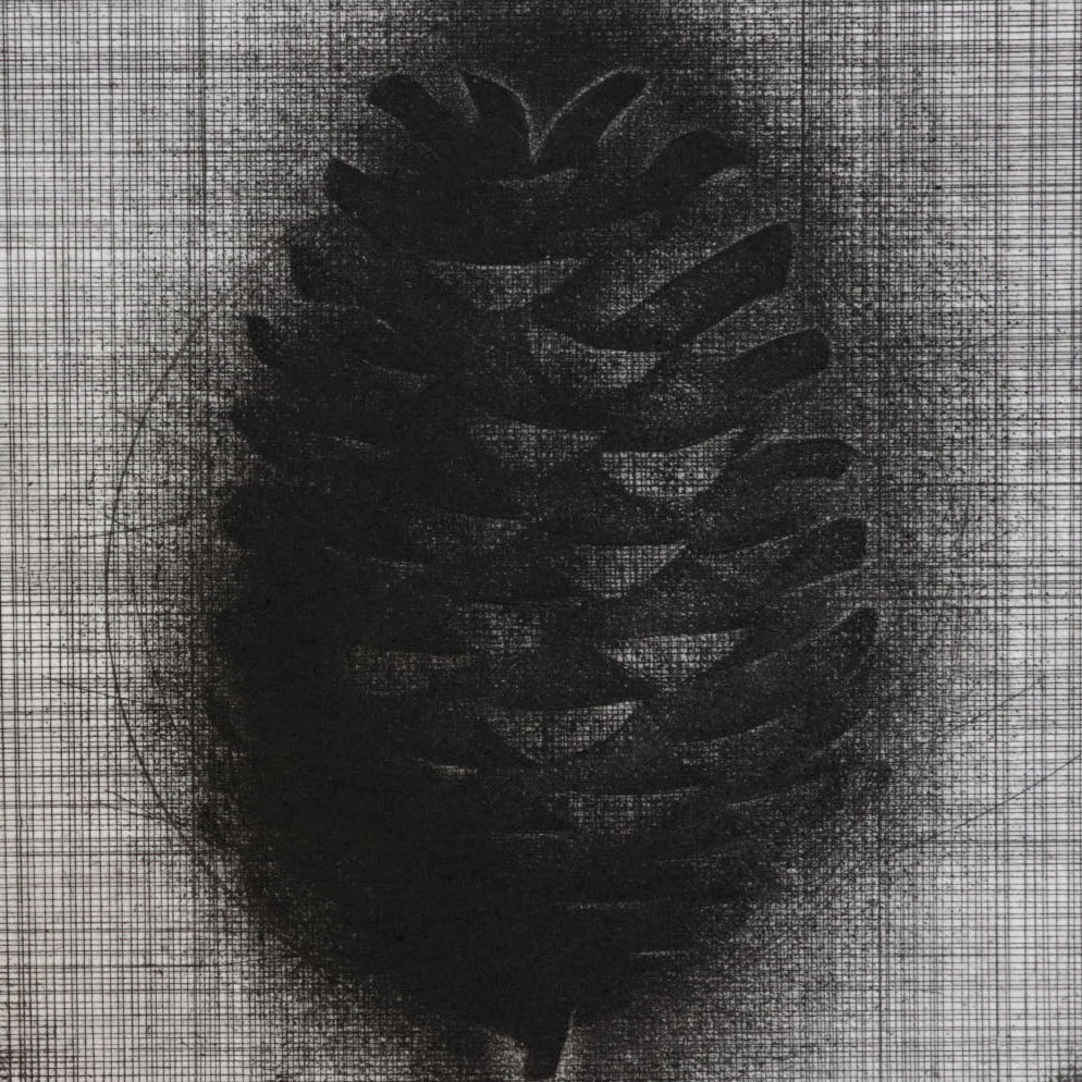 Brian D. Cohen, Pine Cone, 2015. Etching. 5 x 5“ Courtesy of the artist. An etching of a pine cone at the center