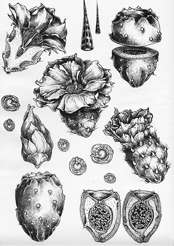 A black and white illustration of various objects.
