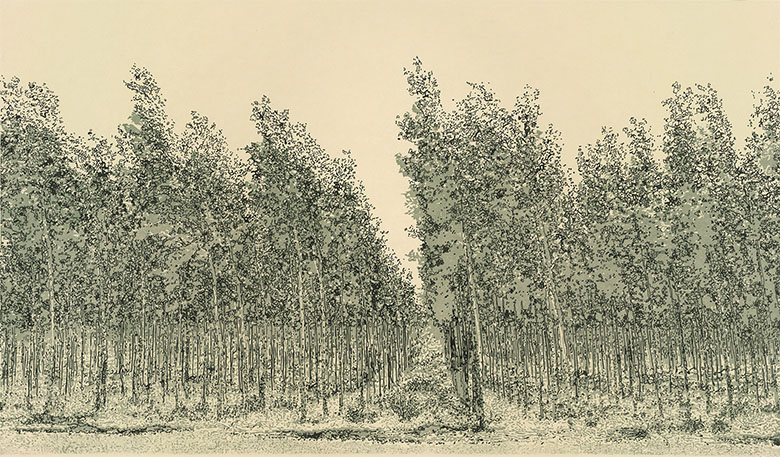 woodcut and Sumi ink on Okawara paper of sustainable tree farming