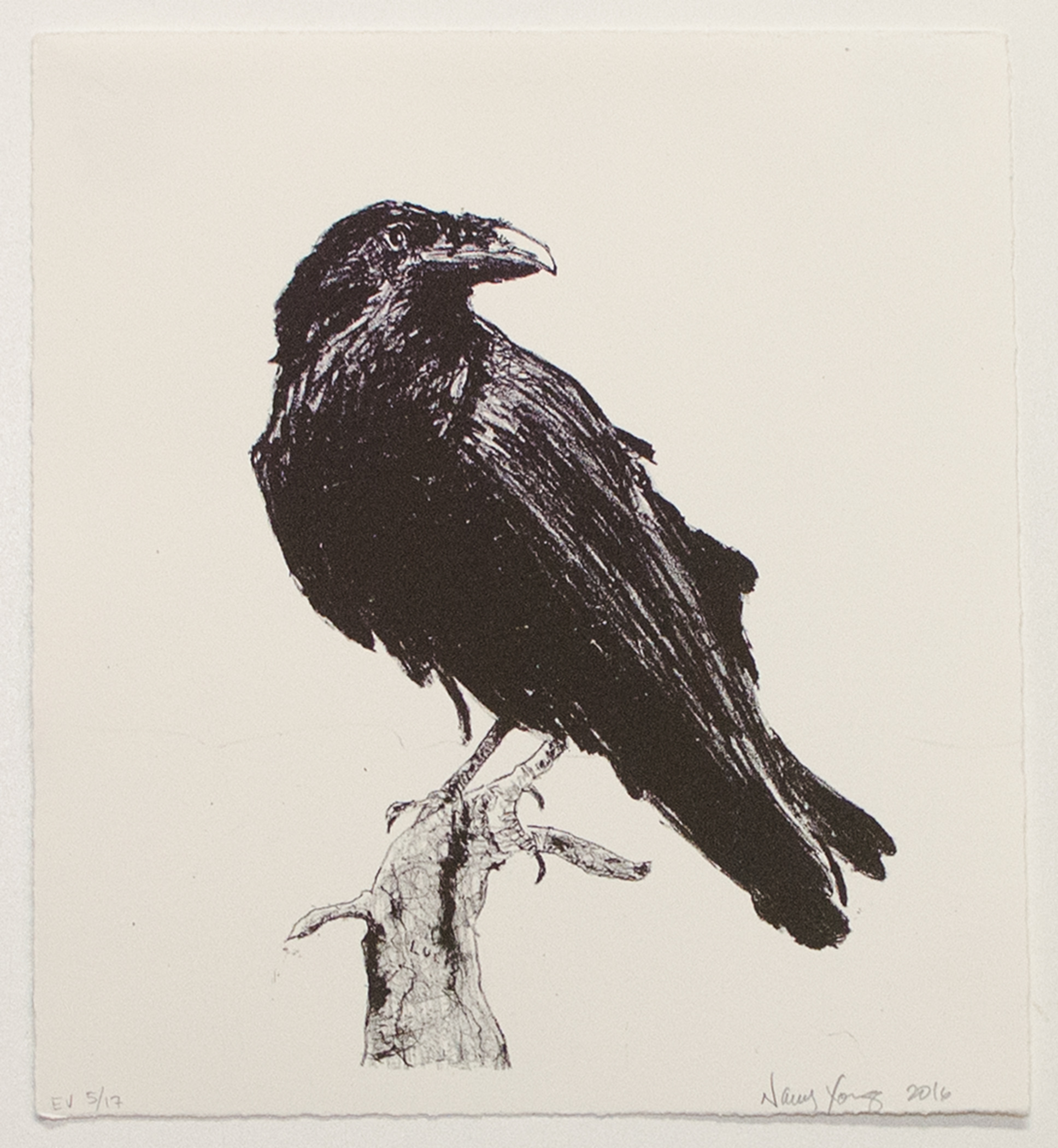 Untitled Raven by Nancy Young