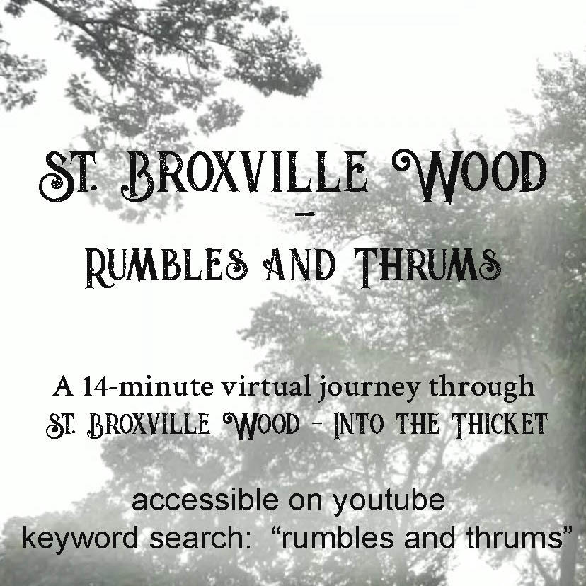 St. Broxville Wood Rumbles and Thrums.  A 14-minute virtual journey through St. Broxville Wood - Into the Thicket.  accessible on youtube.  keyword serach: "rumbles and thrums"