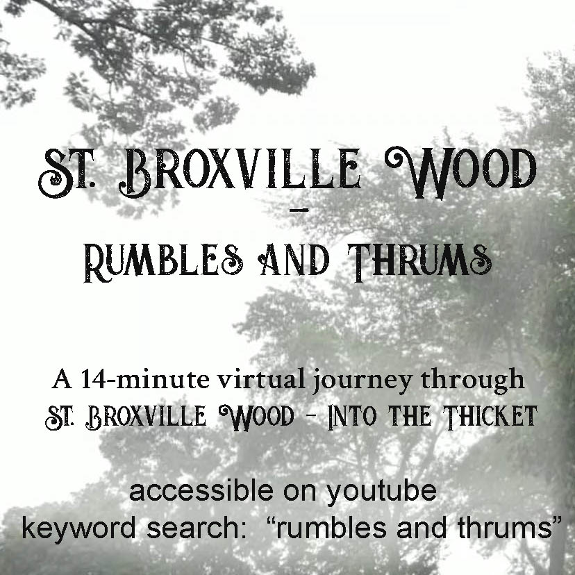 St. Broxville Wood Rumbles and Thrums. A 14-minute virtual journey through St. Broxville Wood - Into the Thicket. accessible on youtube. keyword serach: "rumbles and thrums"