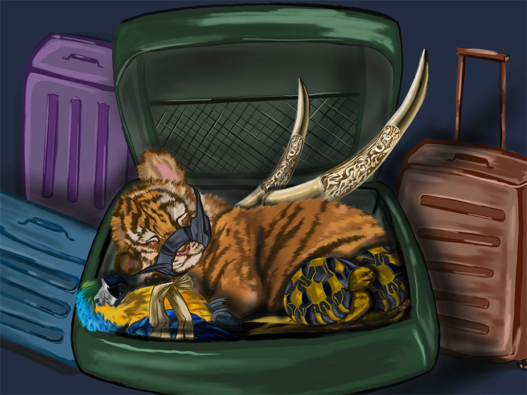 illustration of exotic wildlife animals such as tiger, parrot, turtle, and elephant tusks being smuggled in a luggage