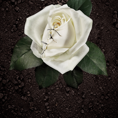 Sweden  Volontaire    Female Gential Mutilation:  White Rose, 2007   Copywriter: Malin Akersten Triumf   Art Director: Yasin Lekorchi   Photographers: Niklas Alm, Mattias Nilson, Vostro   Retouch Artist: Sofia Cederström, Vostro   Client: Amnesty International 