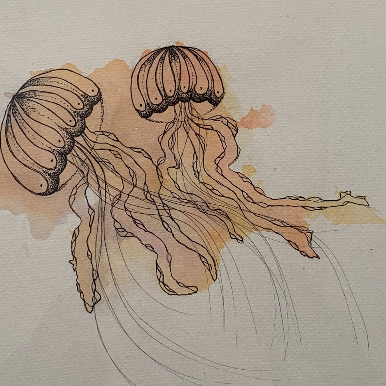 004: Image description: two orange jellyfish