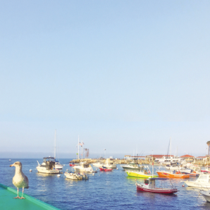 King of the Avalon,: Image description: photograph of blue sky and blue ocean