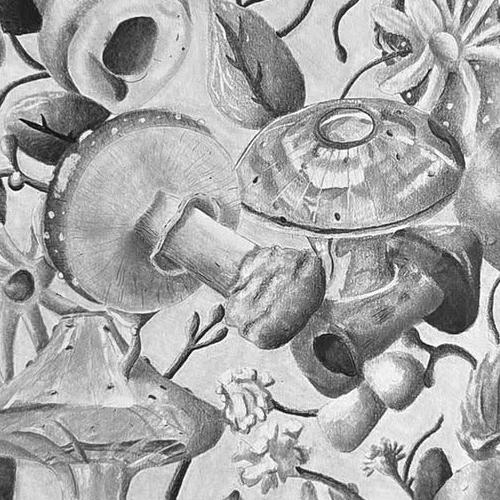 "The Perspective of Mushrooms" by Catherine Vicuna