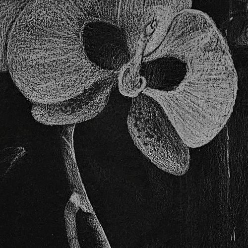 "Orchid of Light" by Calynn Hoang
