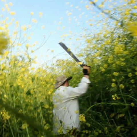 painting of farmer in yellow flower field