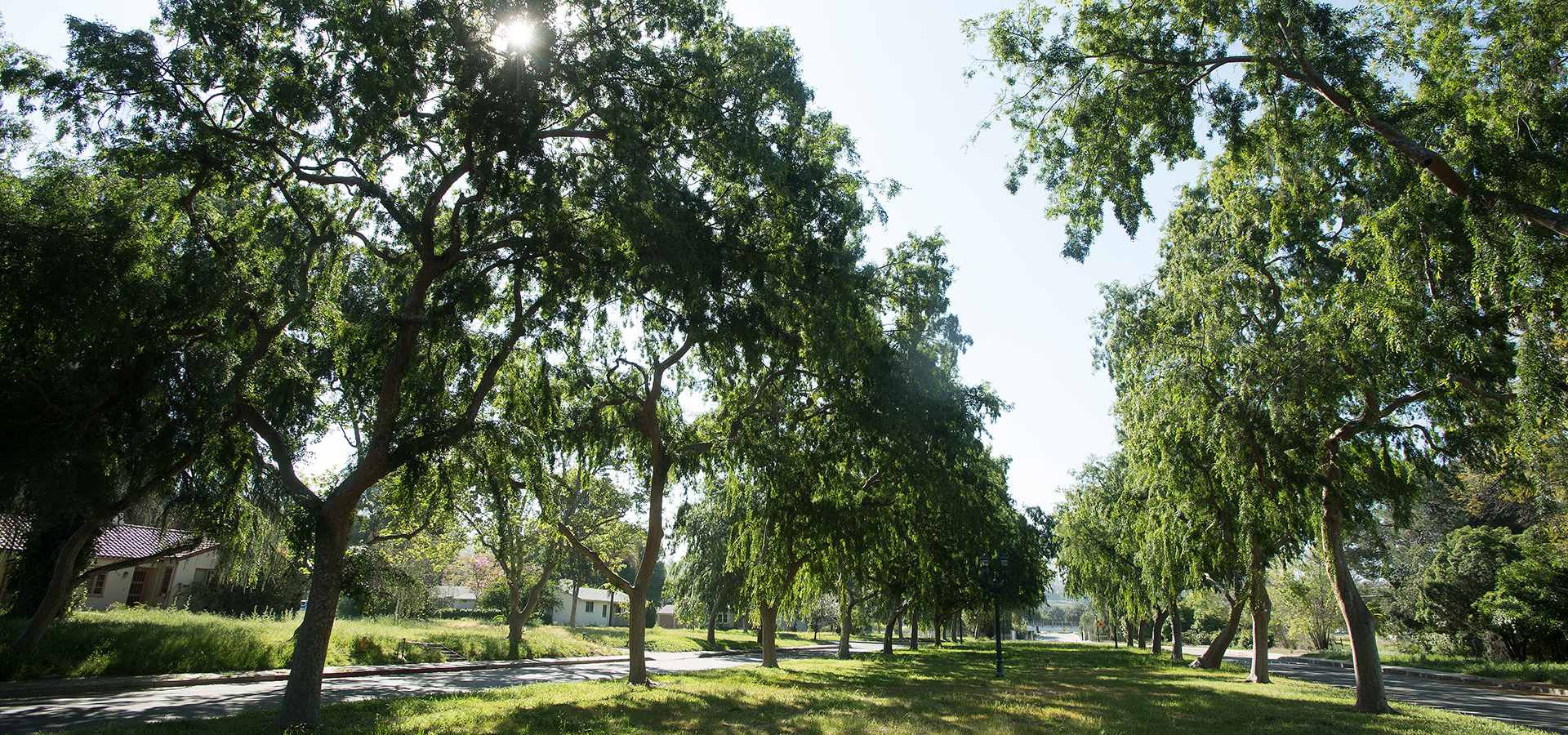 Lanterman Trees