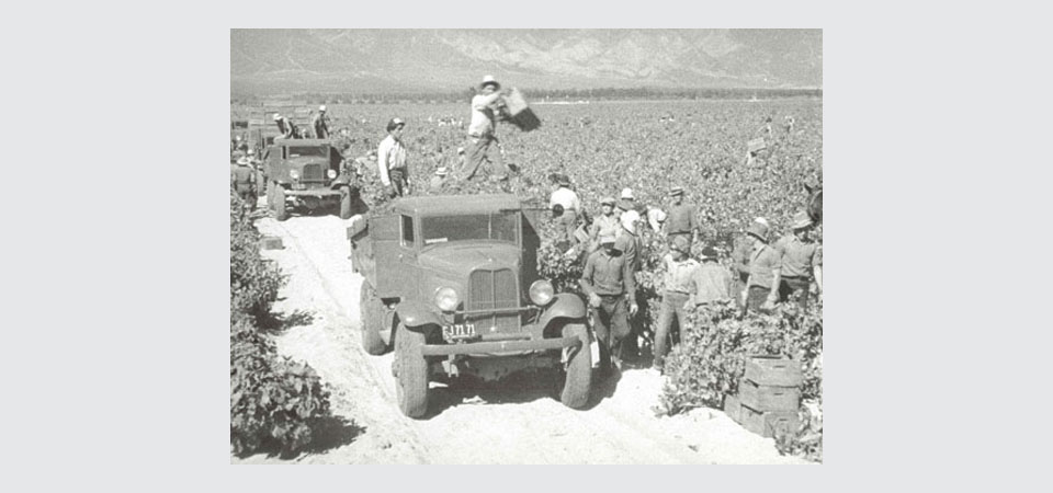 Workers harvesting grapes in Guasti, California, 1936-1937