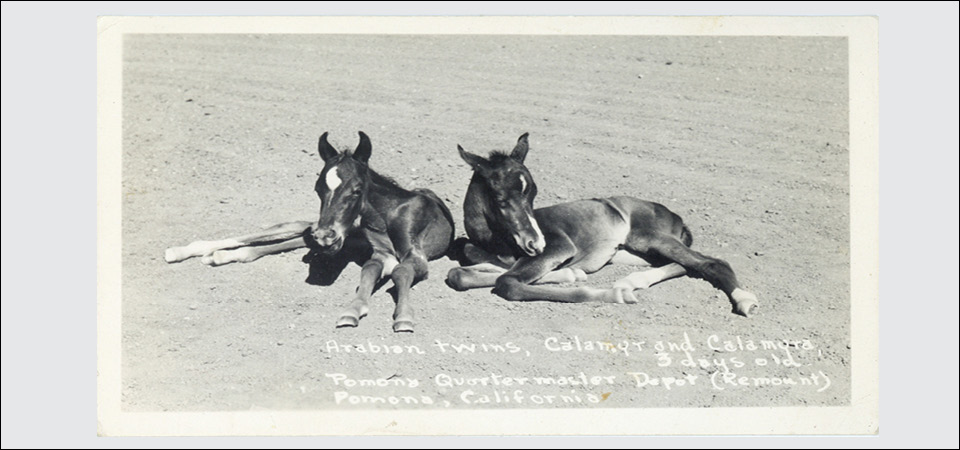 Arabian horse twins Calamyr and Calamyra