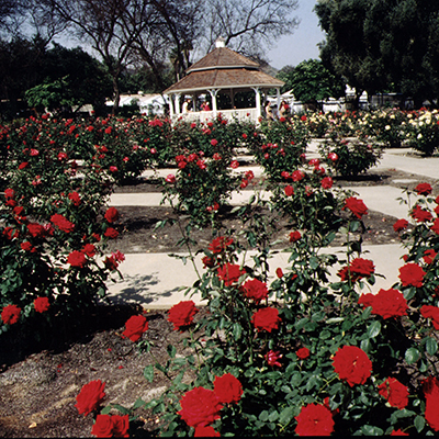 Rose Garden