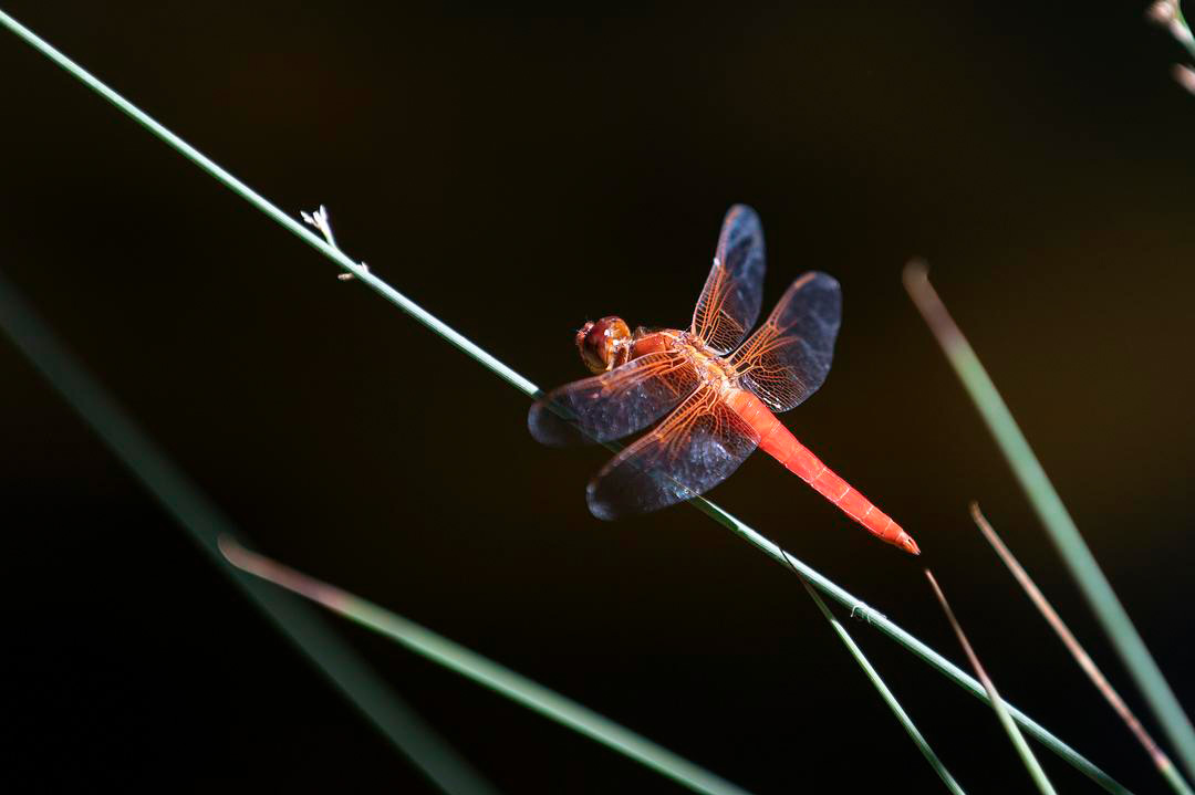 dragonfly
