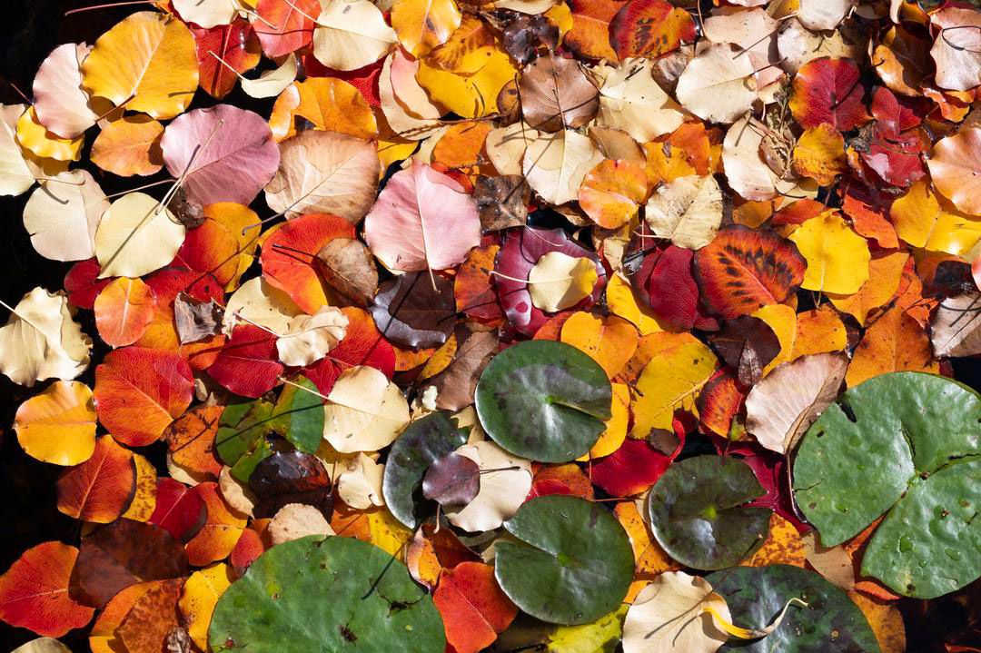 different colored leaves in the water