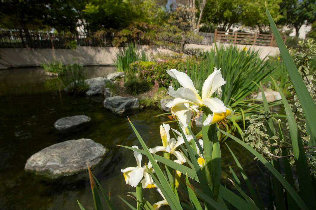 Pond and flowers