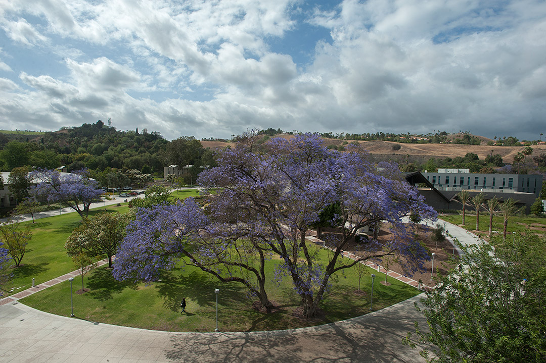 View of Rose Garden
