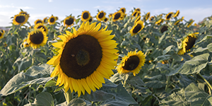 sunflowers