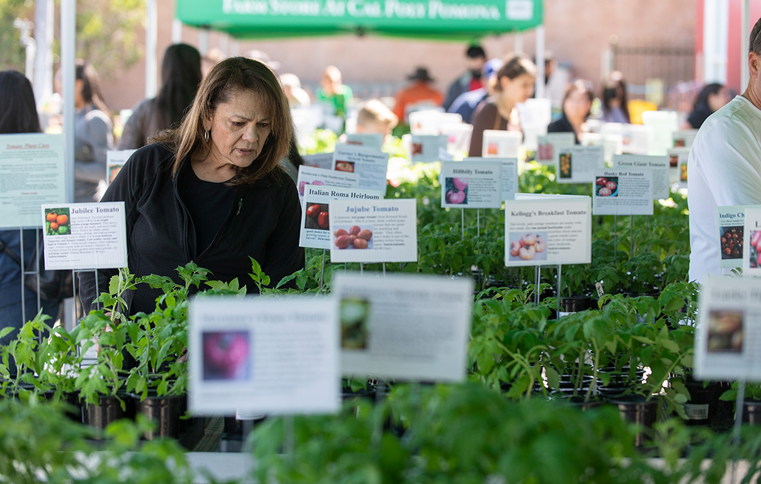 Female shopper looks at tomato varieties during Tomatozania at the Farm Store