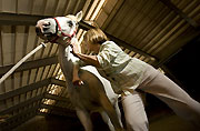 Horses May Benefit from Massage
