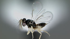 The Tamarixia radiata wasp is a natural parasite of the Asian citrus psyllid. 