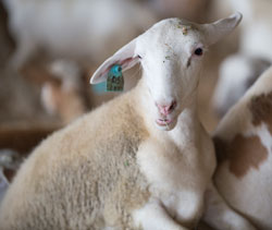 A Cal Poly Pomona goat on loan to the LA County Fair