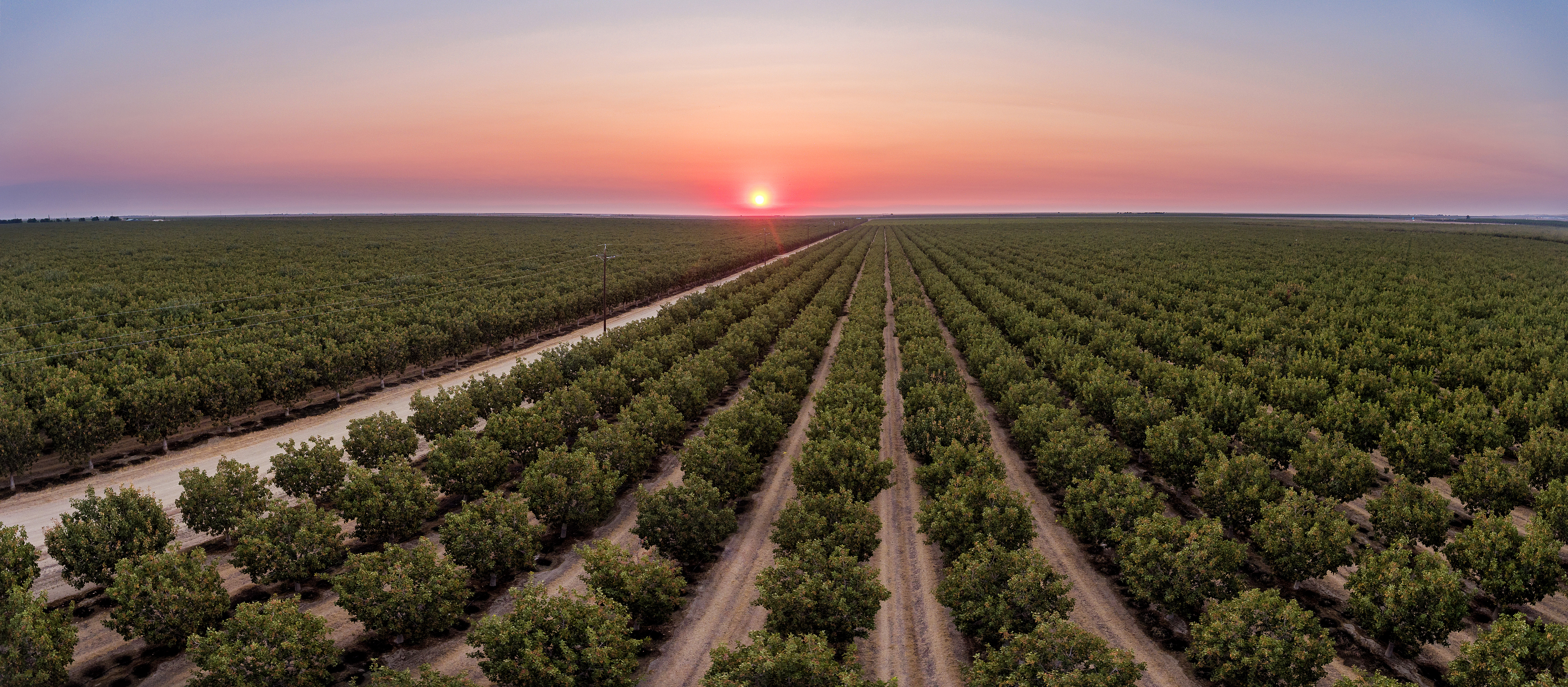 Long rows of pistachio trees fade into the horizon at his farm in Huron, California.