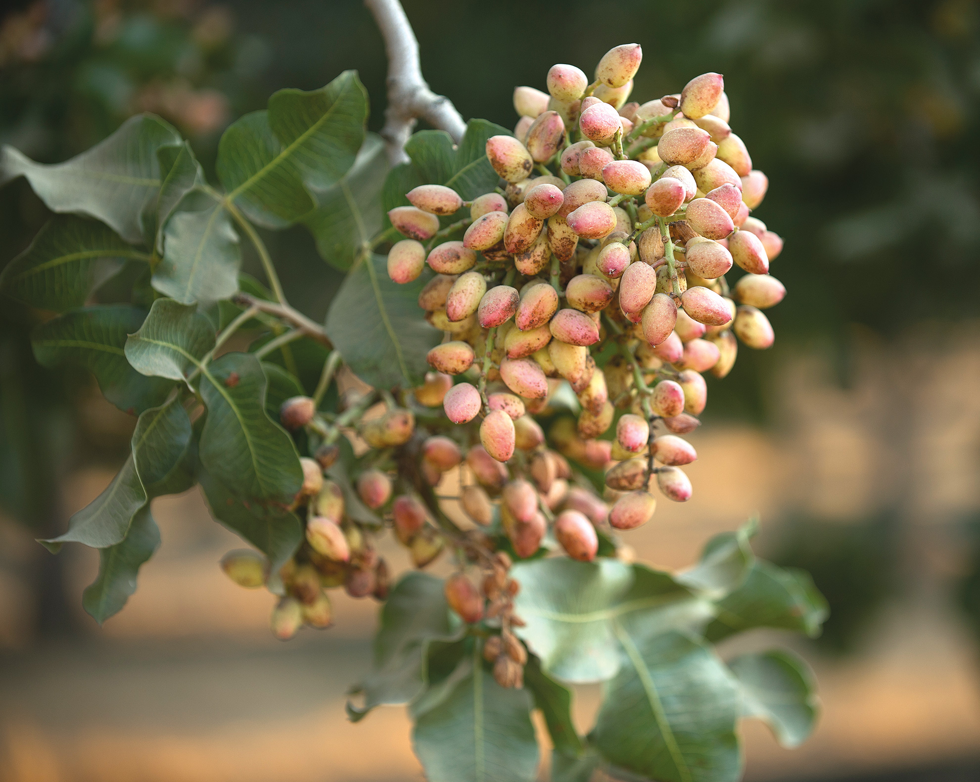 Huntley-Pistachios3-(1)