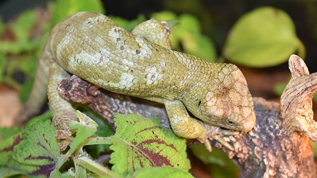 skink
