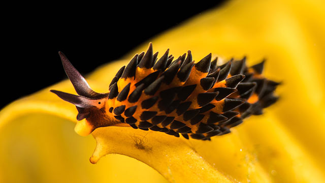 Placida brookae, one of three newly discovered species of sea slugs, named after Brooke Peterson, the diver who collected the specimens from Catalina Island.