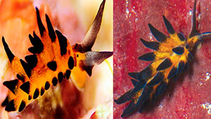 Pictured left: Placida barackobamai, named for President Barak Obama. Pictured right: Placida kevinleei, named for Kevin Lee, adventurer, naturalist and photographer.