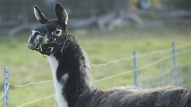 The new llama munches some grass in a Cal Poly Pomona pasture