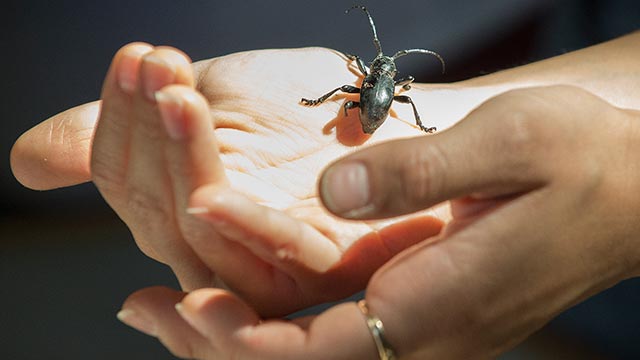 Visitors to the Insect Fair look at a beetle during the 2017 Pumpkin Festival.