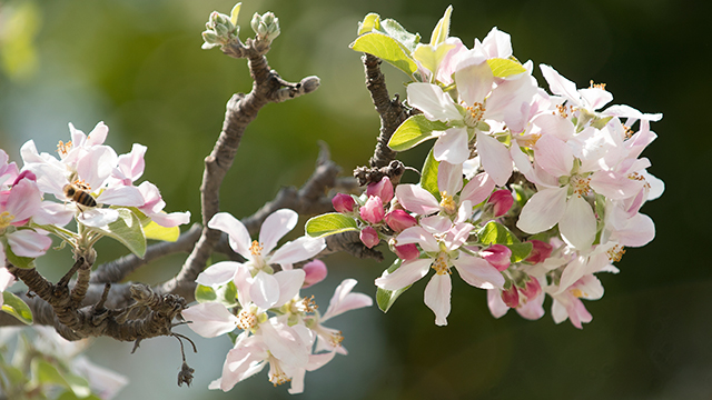 The Lyle Center will celebrate Earth Day with a festival on April 22.