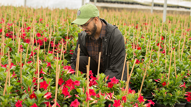 Neil Pathak, a plant science senior, examines flowers at a nursery in Fallbrook, Calif.