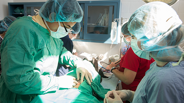 Surgery performed on a dog.