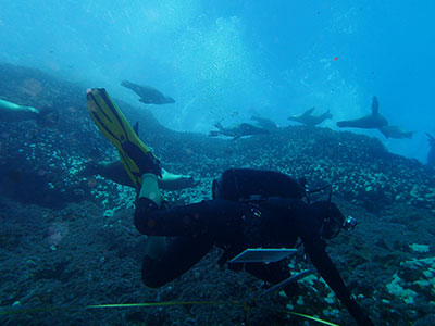 Prof. Claisse conducting rocky reef surveys