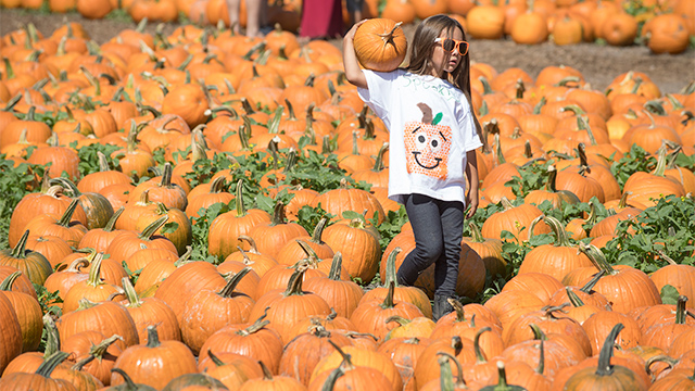Pumpkin hotsell festival 2020
