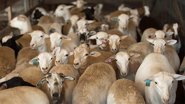 Cal Poly Pomona sheep at the LA County Fair (photo taken pre-pandemic)