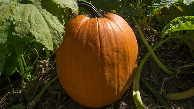 A lone pumpkin in the Cal Poly Pomona pumpkin patch which is closed for this 2020 season.