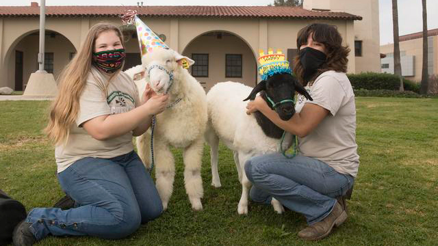 Jillian Wood and Sophia Gaitan with young sheep Bear and Oreo