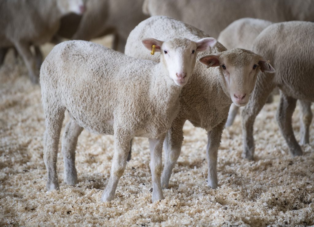 Sheep at their new quarters at the Big Red Barn at the Los Angeles County Fair May 3, 2022.