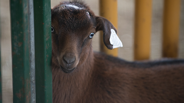 Baby Goat