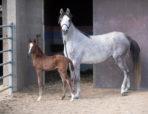 foal CP Classie Lea with her Mom, CP B Dazzled