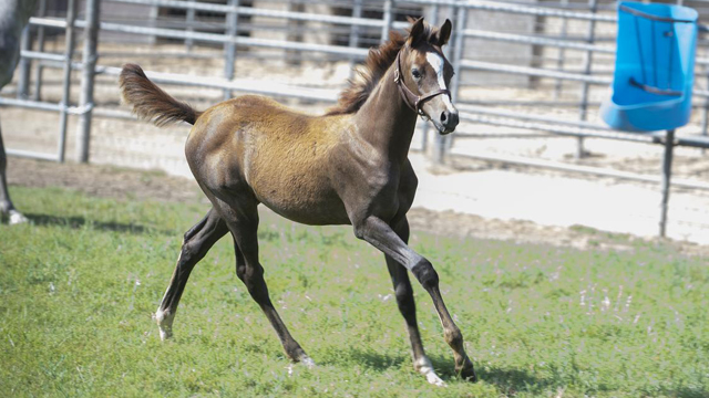 foal named CP Classie Lea