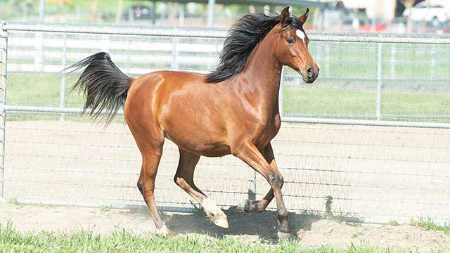 Arabian horse running in a pasture at the W.K. Kellogg Arabian Horse Center.