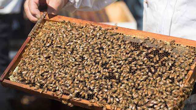 Bees cover a hive frame