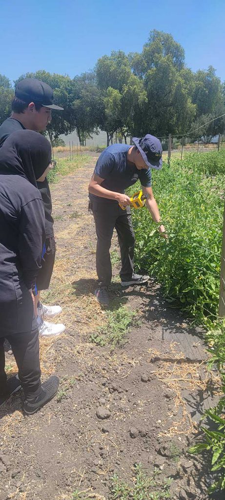 Plant science student Kailan Kidder demonstrates how to use a chlorophyll meter to two interns working under co-investigator Priti Saxena.