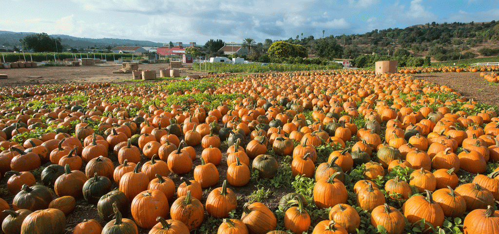 The pumpkin patch field at Cal Poly Pomona on a cloudy day. 