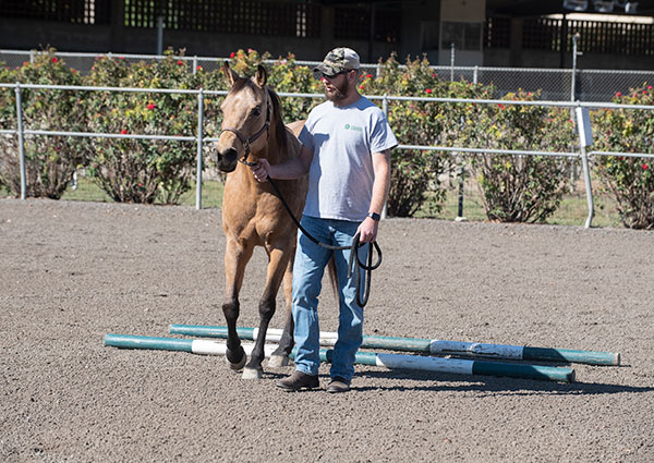 Michael Feldhaus and an Arabian horse.
